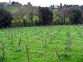 Fiesole Country Views-13